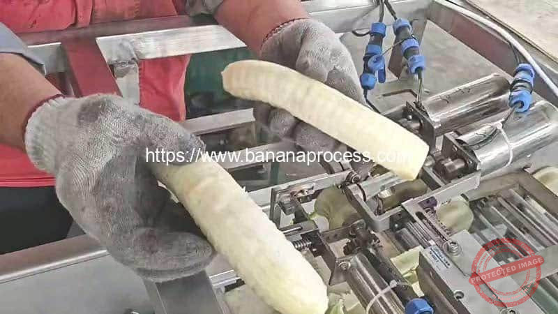 Automatic-Green-Banana-Peeling-Machine-Peeling-Result